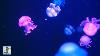 Apaisant Jellyfish Aquarium Relaxing Musique Pour L'étude Du Sommeil Méditation U0026 Yoga
