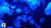Jellyfish Aquarium Relaxing Musique Pour L'étude Du Sommeil Méditation U0026 Yoga Screensaver 3 Heures